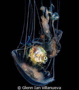 This is an image of a fish riding a jellyfish on a blackw... by Glenn Ian Villanueva 